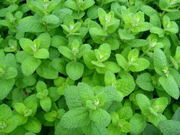 mint.jpg