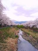 sakura1.jpg