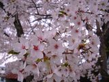 sakura5.jpg